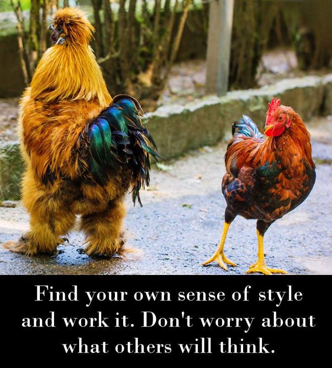 relatable lifespan of chickens - Find your own sense of style and work it. Don't worry about what others will think.