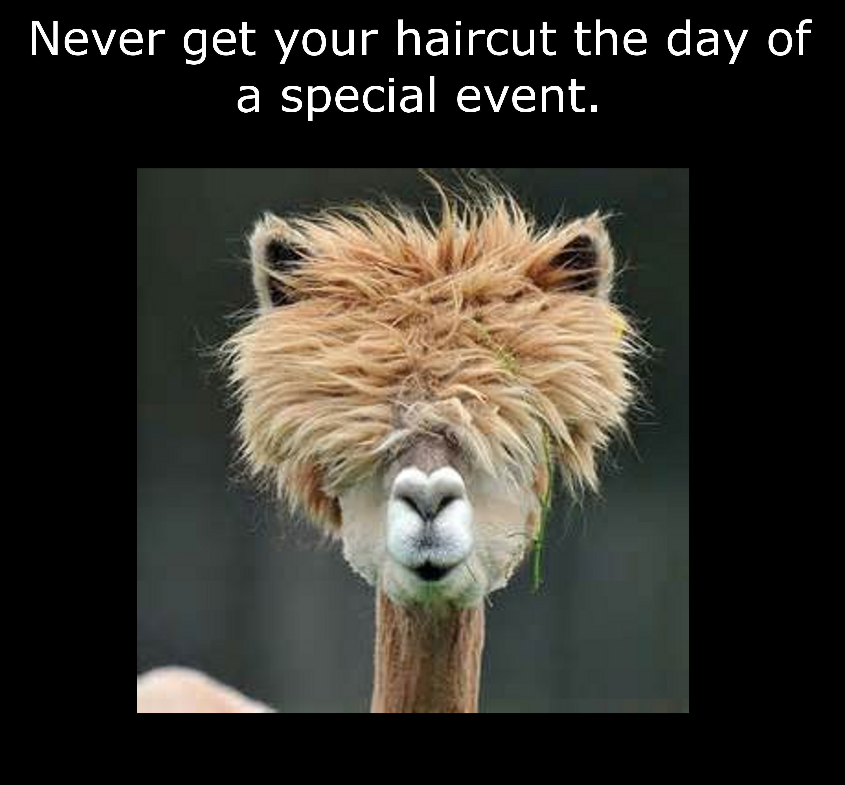 funny pp - Never get your haircut the day of a special event.