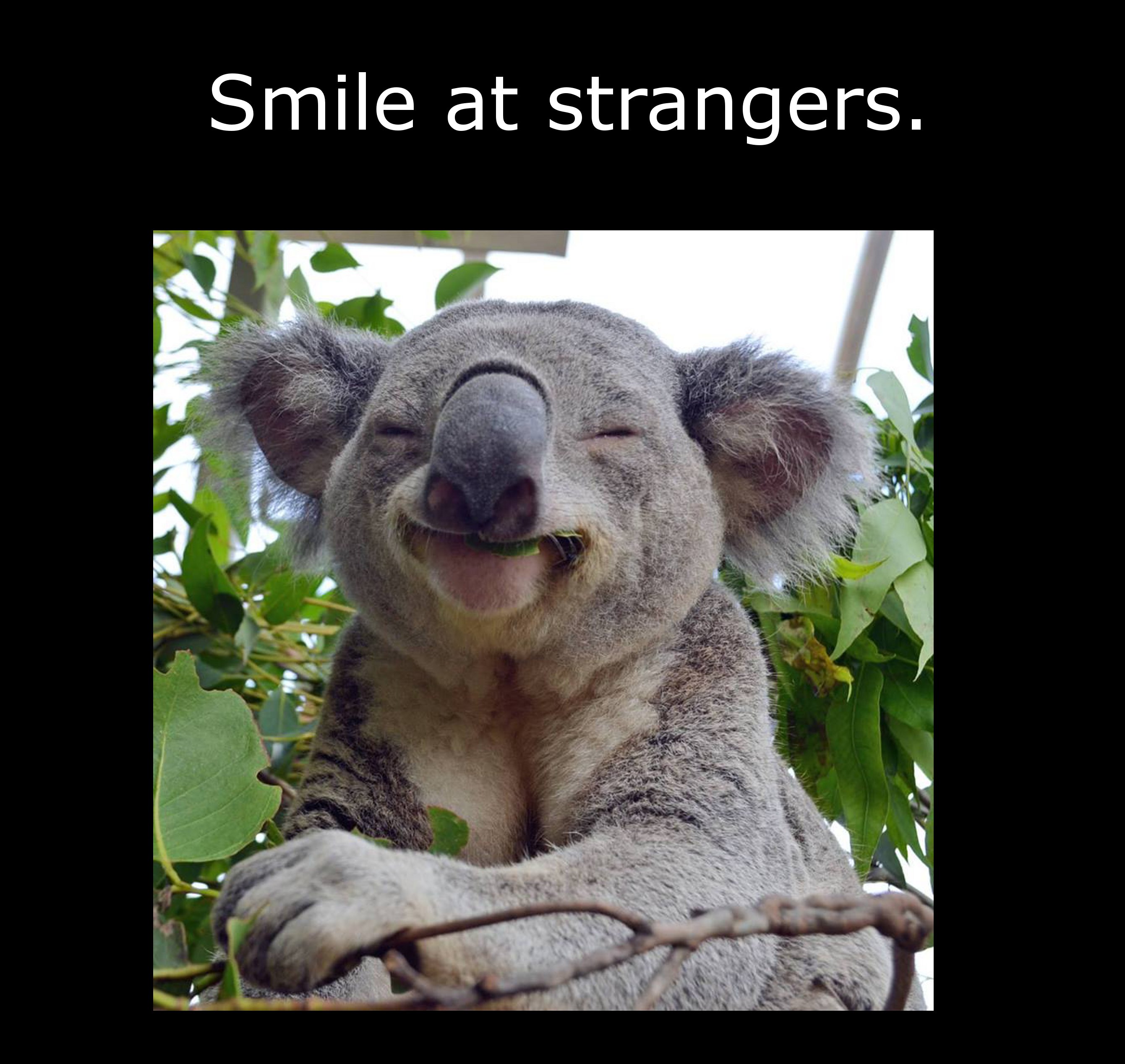 koala smile - Smile at strangers.