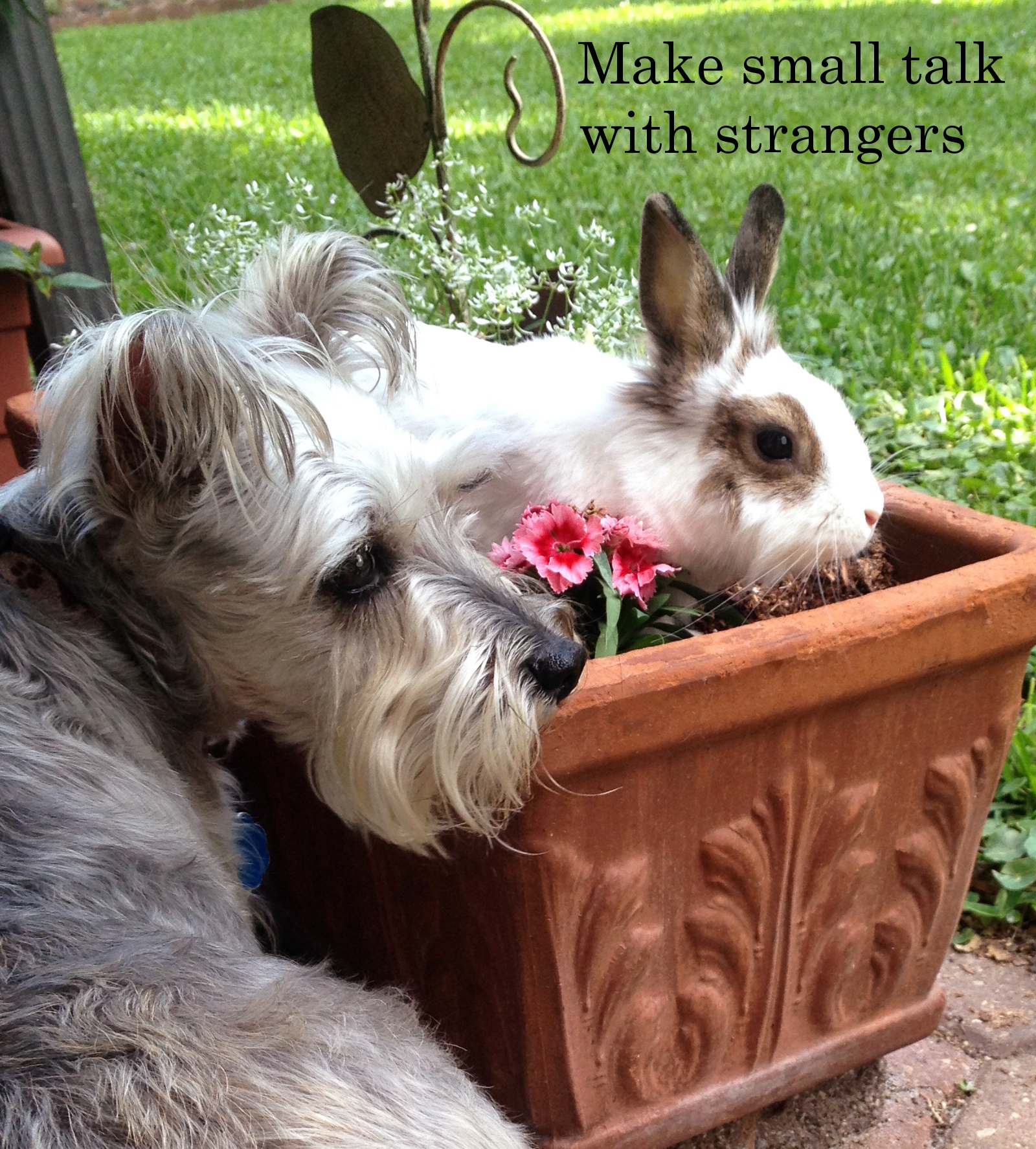 miniature schnauzer - Make small talk with strangers