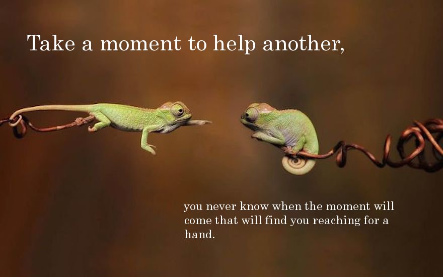 funny meme chameleon - Take a moment to help another, you never know when the moment will come that will find you reaching for a hand.