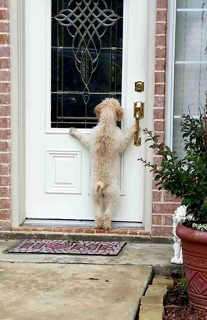 This one just wants to be let in so you can let him out again