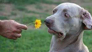 This dog does not WANT to stop and smell your flowers, damnit.