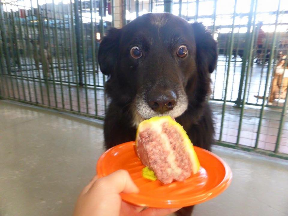 This dog obviously just want to jackpot in the doggo lotto