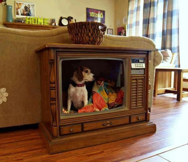 This dog has his own special tv show