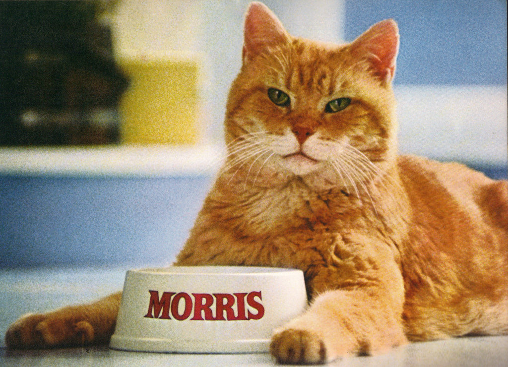 Every orange cat in the 70s and 80s was either Garfield or Morris (oh yeah, the occasional Heath Cliff)