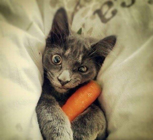 His snuggle buddy is a carrot, don't judge