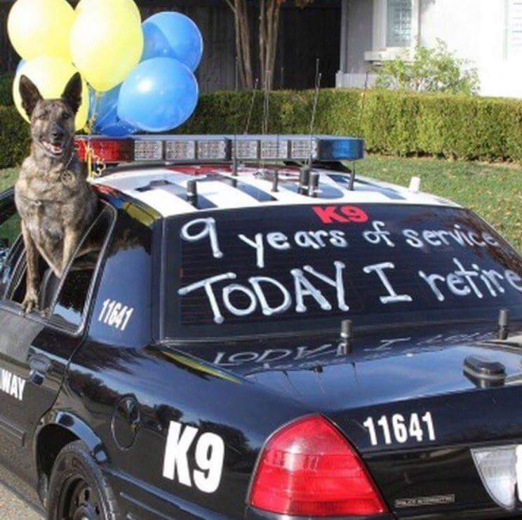 funny police police k9 car - 19 years of services Today I retire 11641
