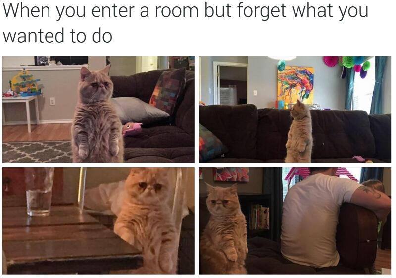 you enter a room but forget - When you enter a room but forget what you wanted to do