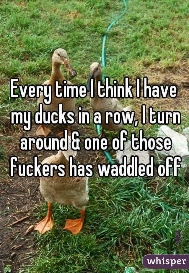 every time i think i have my ducks in a row - Every time I think I have my ducks in a row, Iturn around & one of those fuckers has waddled off whisper