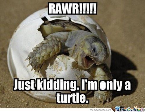 It's Turtle Tuesday
