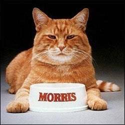 morris the cat - Morris