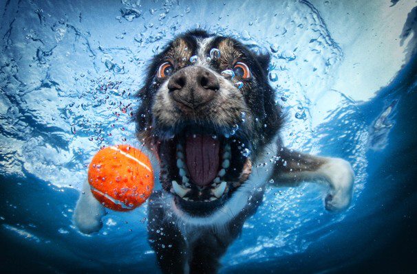 Is there anyone happier than a dog who found a ball?