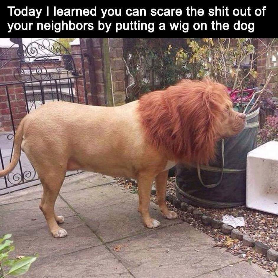 Today I learned you can scare the shit out of your neighbors by putting a wig on the dog To
