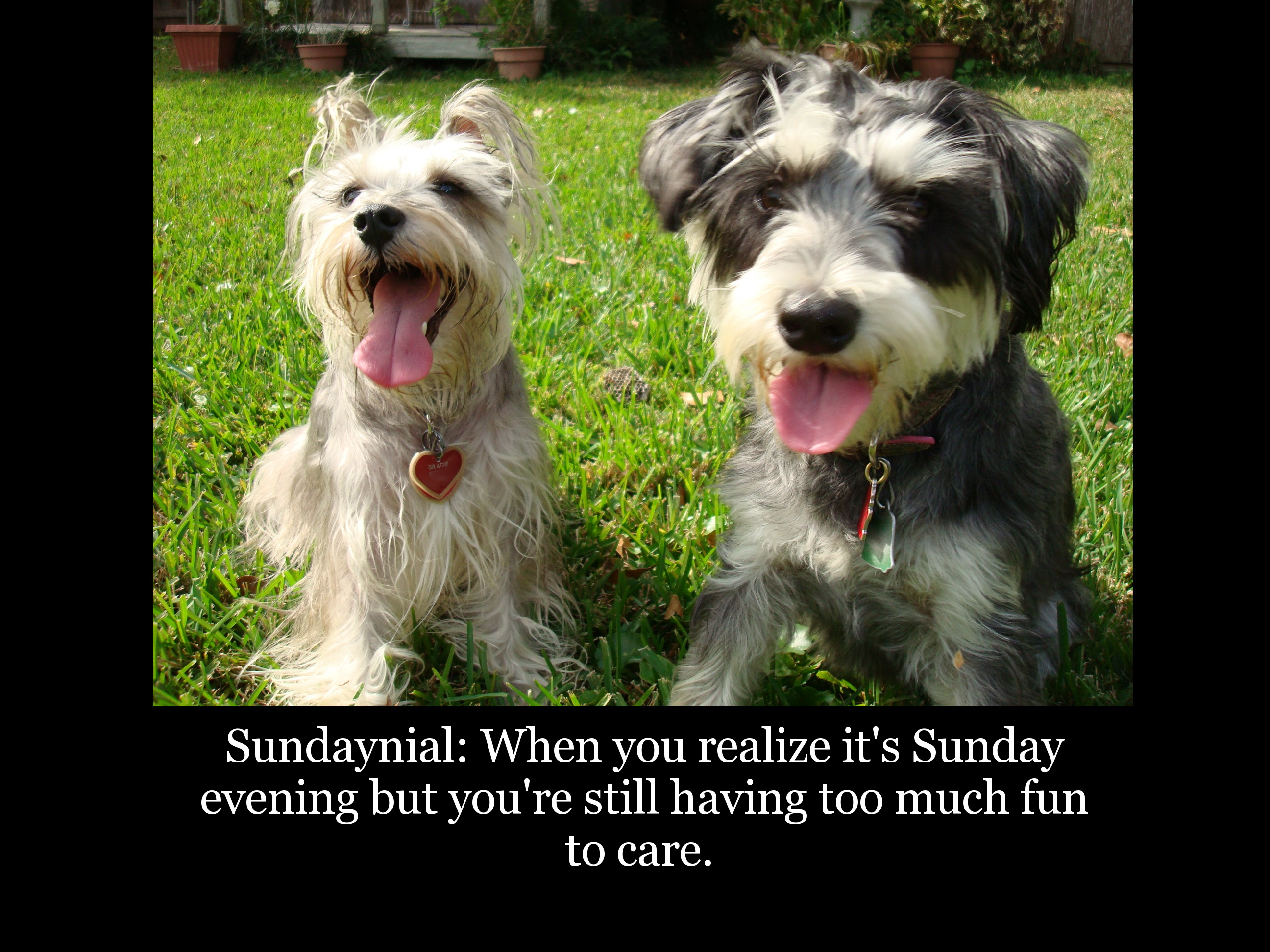 miniature schnauzer - Sundaynial When you realize it's Sunday evening but you're still having too much fun to care.