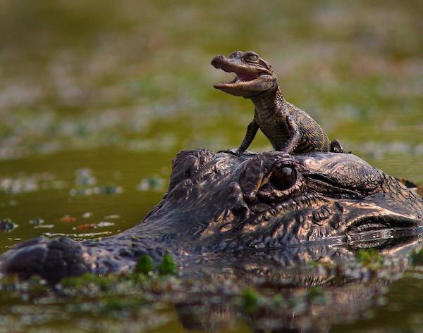 Baby gators make the cutest little cry out for their mommas. They make the cry out for about a year after birth.
