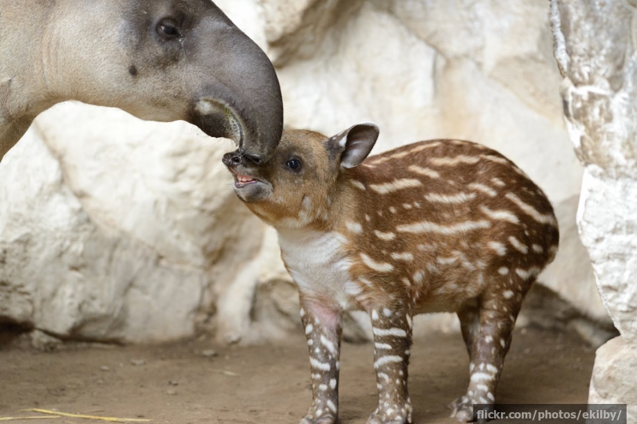 Tapir daddy playing "Gotcha nose!" And my what a honker