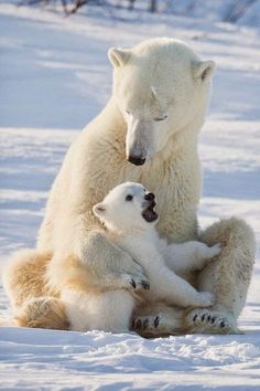 Looks like this cub is telling mom all about it.