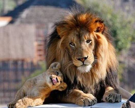Little cub is just enjoying some dad time