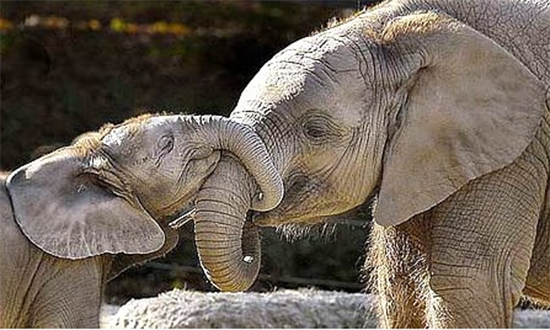 Few animals are better parents than the elephant.
