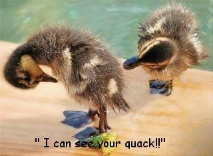 can see your quack - "I can see your quack!!"