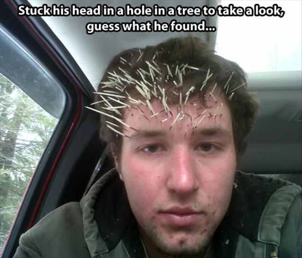instant karma - Stuck his head in a hole in a tree to take a look, guess what he found...