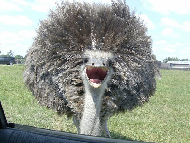 ostrich with hair