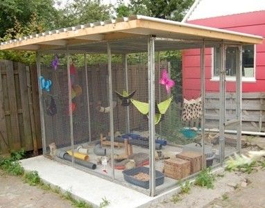 These bird rule the roost with this outdoor set up
