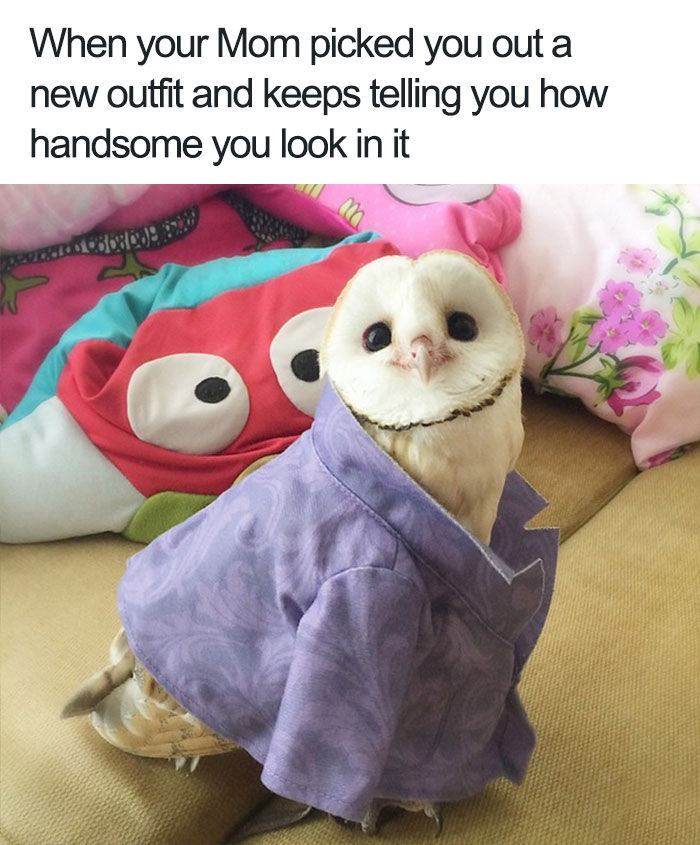 wholesome animals - When your Mom picked you out a new outfit and keeps telling you how handsome you look in it One