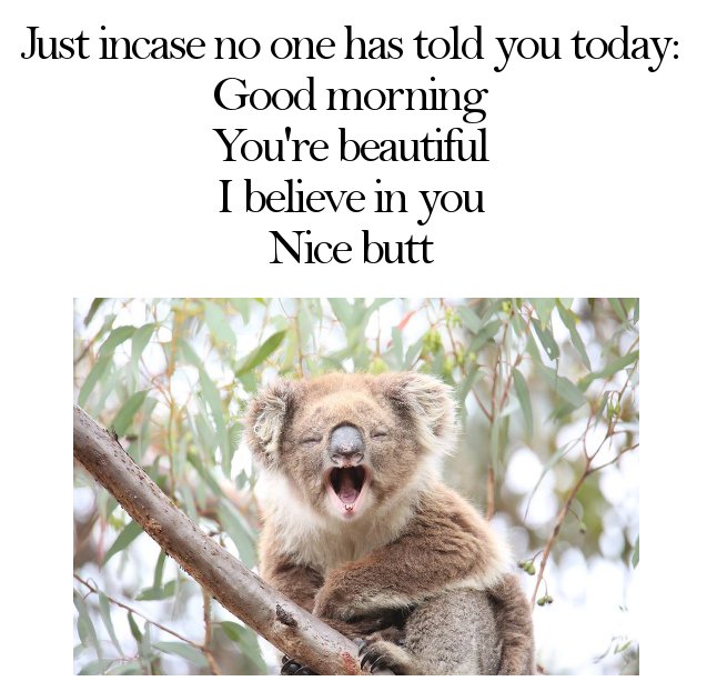 random pic koala australian - Just incase no one has told you today Good morning You're beautiful I believe in you Nice butt