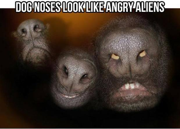 random pic dog noses look like aliens - Dog Noses Look AngryAliens