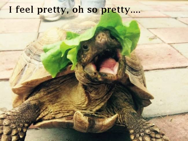 random pic turtle meme - I feel pretty, oh so pretty....