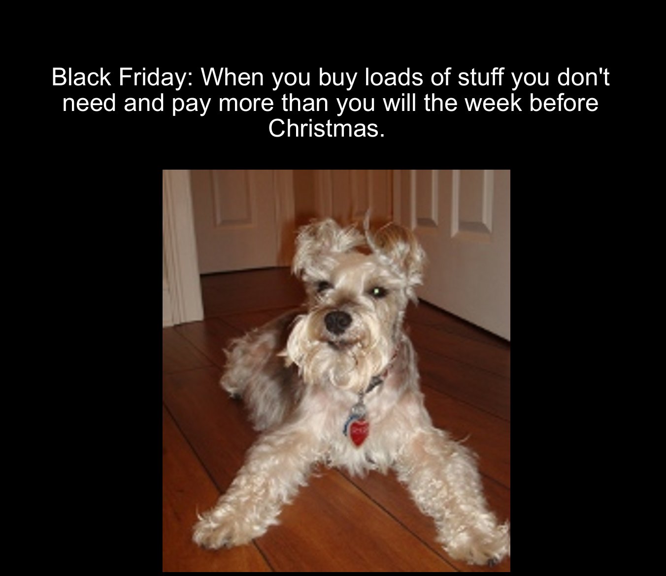 schnoodle - Black Friday When you buy loads of stuff you don't need and pay more than you will the week before Christmas.