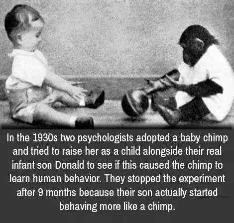 baby and chimp experiment - In the 1930s two psychologists adopted a baby chimp and tried to raise her as a child alongside their real infant son Donald to see if this caused the chimp to learn human behavior. They stopped the experiment after 9 months be