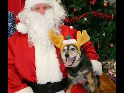 More animals experiencing the joys of Christmas