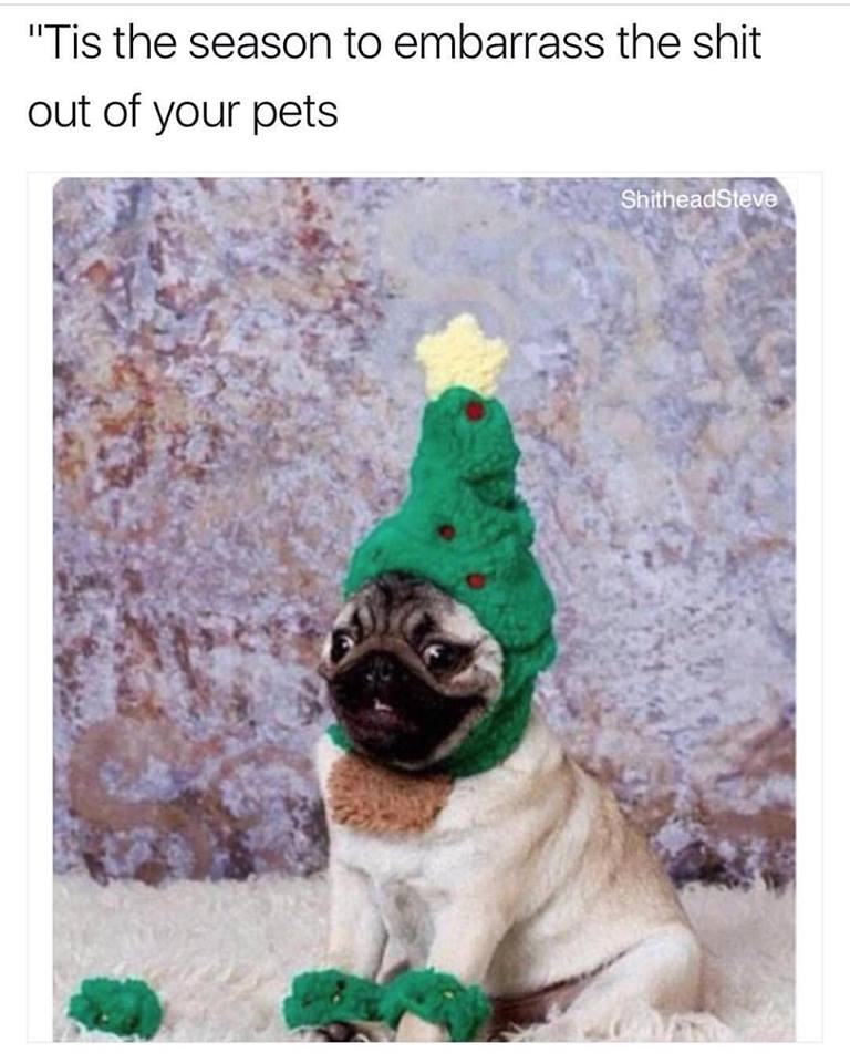 christmas pug - "Tis the season to embarrass the shit out of your pets ShitheadSteve