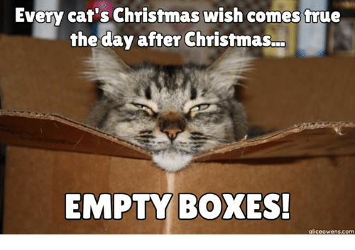 cat christmas meme - Every cat's Christmas wish comes true the day after Christmas... Empty Boxes!