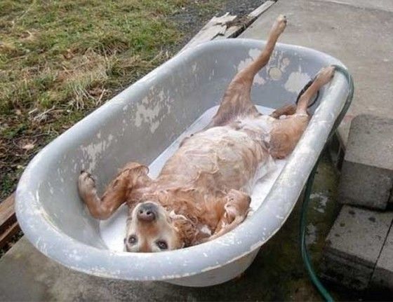 Even the four leggeds agree that a bubble bath takes the edge off of the day