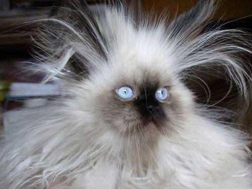 cat bad hair day