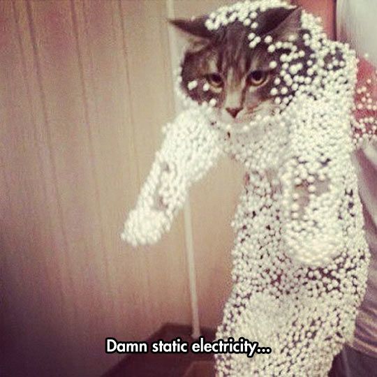 cat covered in styrofoam balls - Damn static electricity...