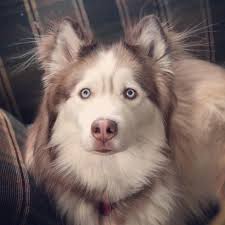 alaskan malamute