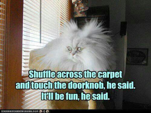 cats and static electricity - Shuffle across the carpet and touch the doorknob, he said, It'll be fun, he said. Tcanhasoherzburger.Com