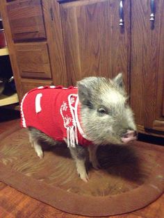 This pig doesn't look pleased.