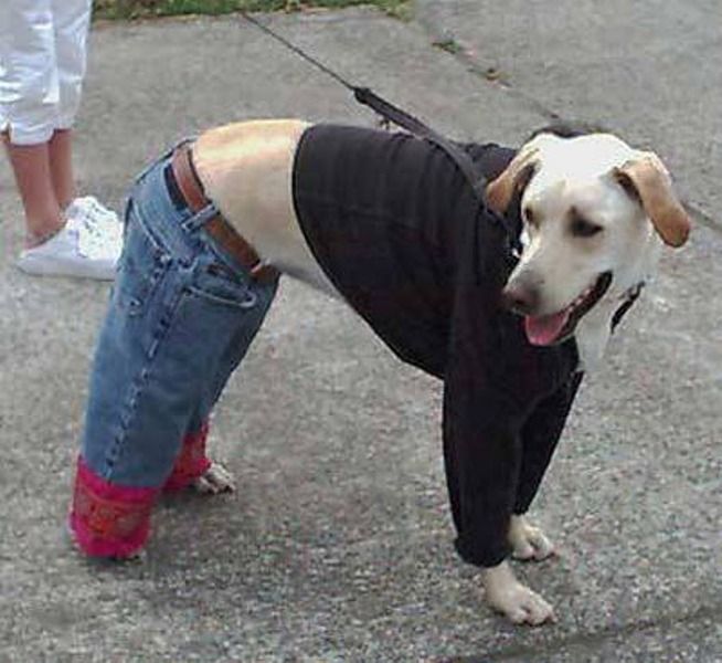 This pooch is experiencing the very real problem of having a body that doesn't fit the typical clothing cut.