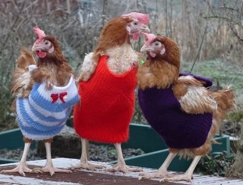 The chicks are waiting for your cat call.