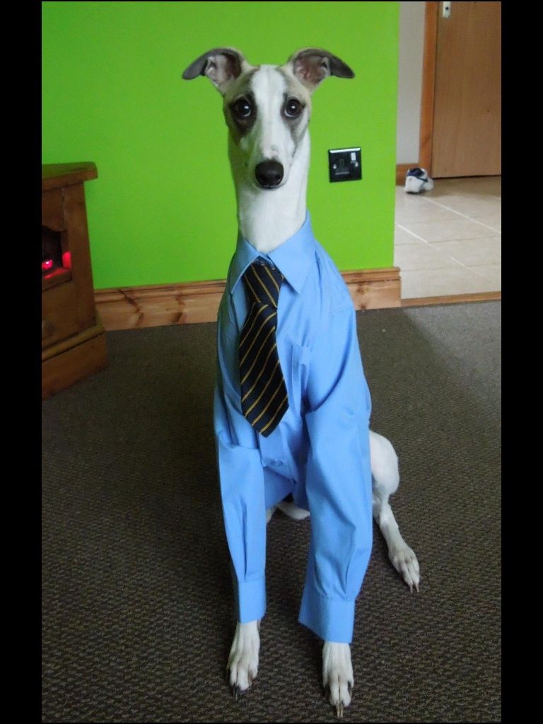 This just screams meteorologist (especially with the green wall/screen behind him)