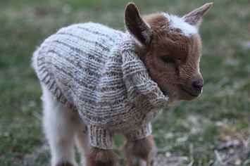 They shaved him down to make him this sweater