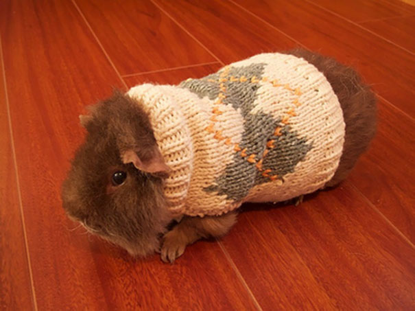 This poor piggie is trying to figure out what he did to deserve to be a pig in a blanket....erm sweater