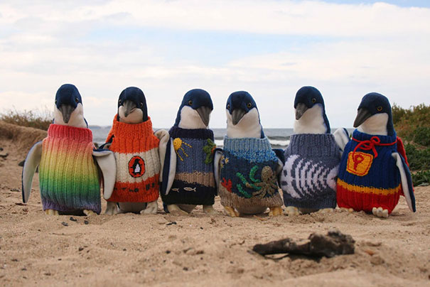 I'm not sure why someone took the time to make these penguins sweaters, but the penguins seem to approve