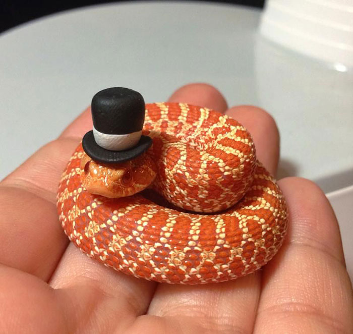 Snakes can look quite smart and dashing